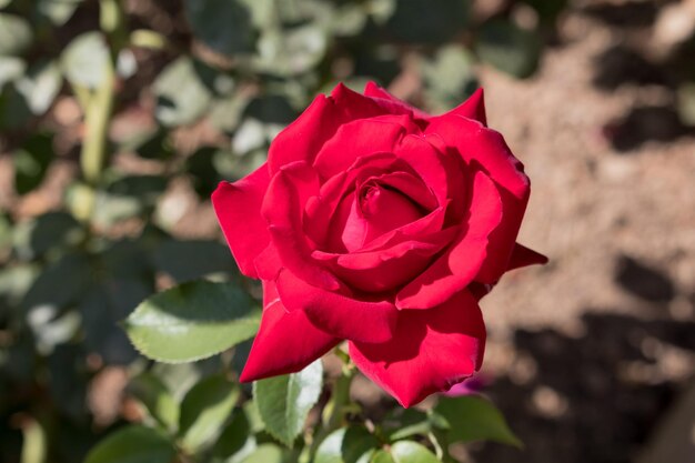 Foto nahaufnahme einer roten rose, die im freien blüht