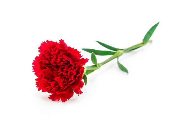 Foto nahaufnahme einer roten rose vor weißem hintergrund