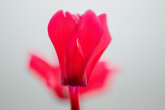 Foto nahaufnahme einer roten rose vor weißem hintergrund