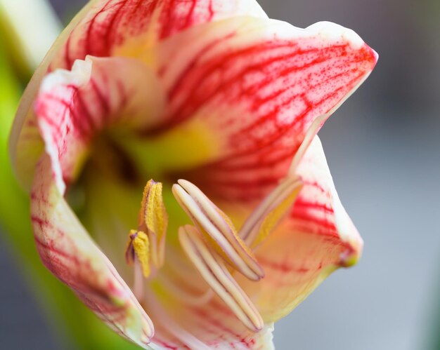 Nahaufnahme einer roten Rosenblüte