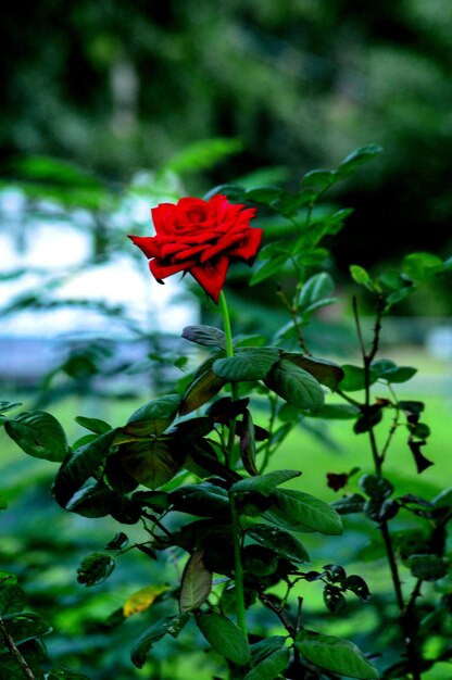 Foto nahaufnahme einer roten rosenblüte