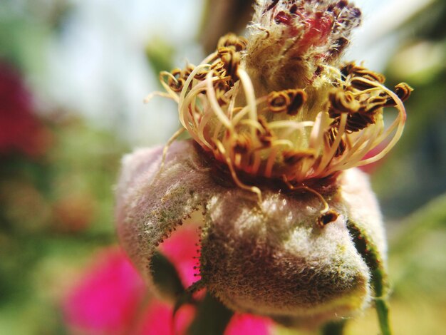 Foto nahaufnahme einer roten rosenblüte