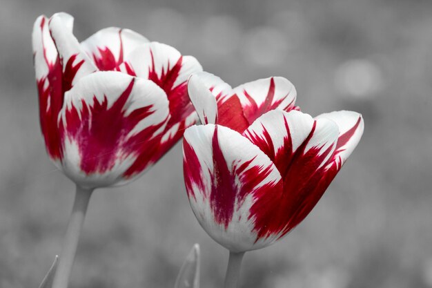 Foto nahaufnahme einer roten rosenblüte