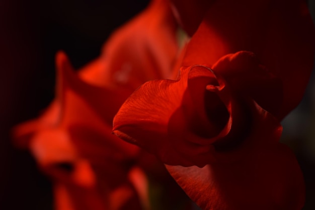 Nahaufnahme einer roten Rosenblume vor schwarzem Hintergrund