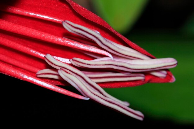 Foto nahaufnahme einer roten rosenblume