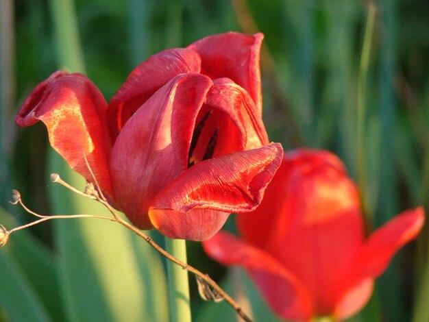 Nahaufnahme einer roten Rosenblume