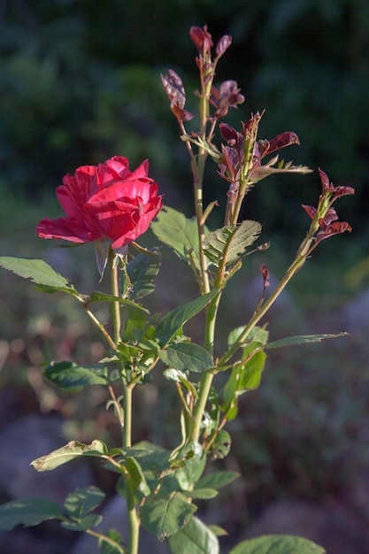 Foto nahaufnahme einer roten rosenpflanze