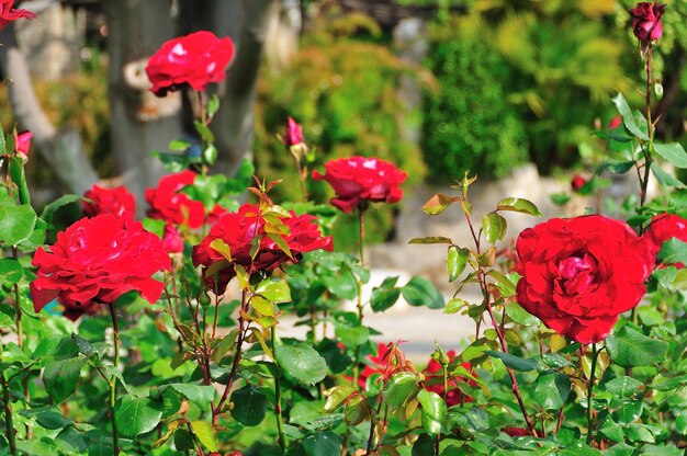 Foto nahaufnahme einer roten rosenpflanze