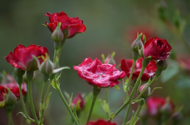 Foto nahaufnahme einer roten rosenpflanze