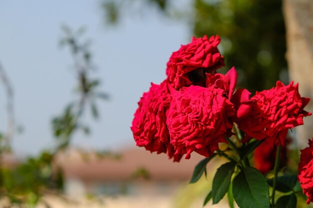 Foto nahaufnahme einer roten rosenpflanze