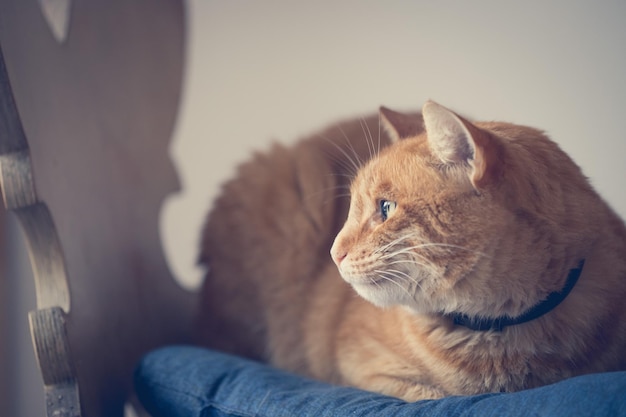 Nahaufnahme einer roten Tabby-Katze, die sich zu Hause entspannt