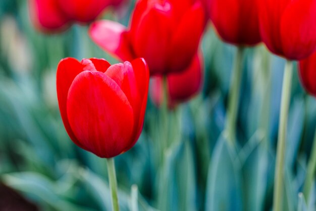 Foto nahaufnahme einer roten tulpe, die im freien blüht