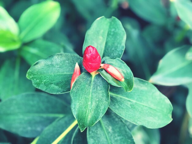 Foto nahaufnahme einer roten tulpe, die im freien blüht