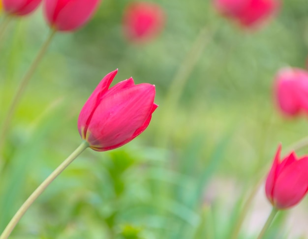 Nahaufnahme einer roten Tulpe im Garten.