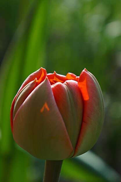 Foto nahaufnahme einer roten tulpe