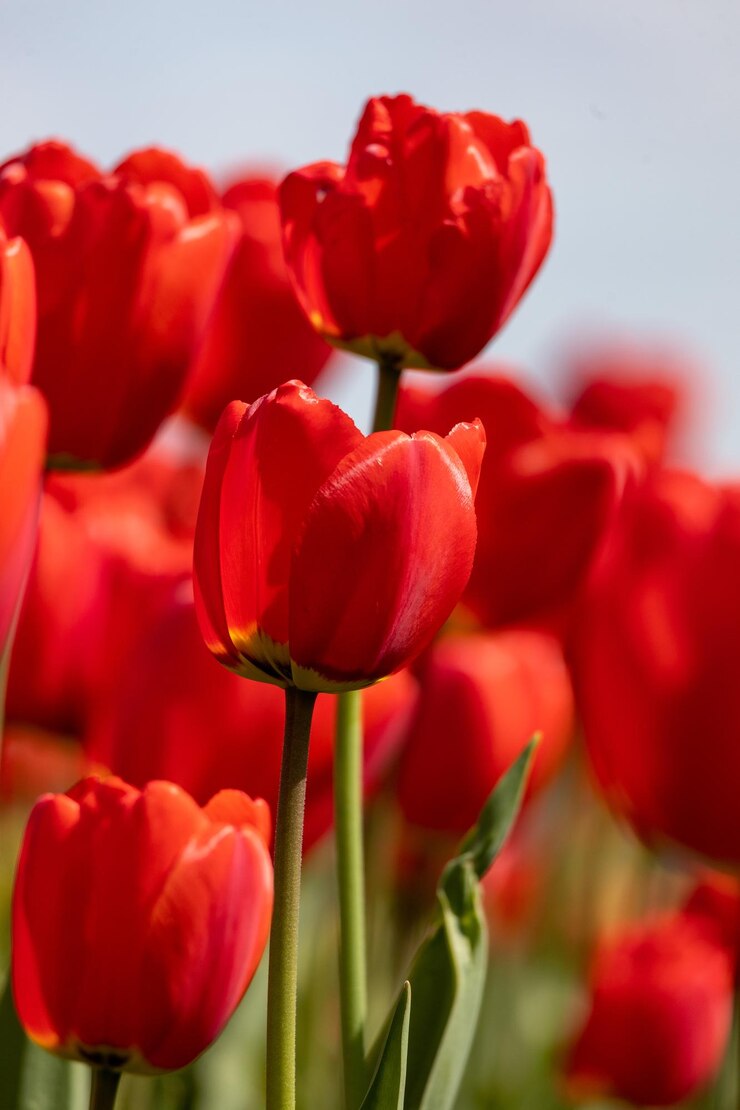 Foto nahaufnahme einer roten tulpe