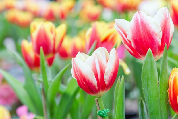 Nahaufnahme einer roten Tulpe