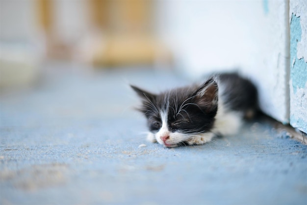 Nahaufnahme einer ruhenden Katze