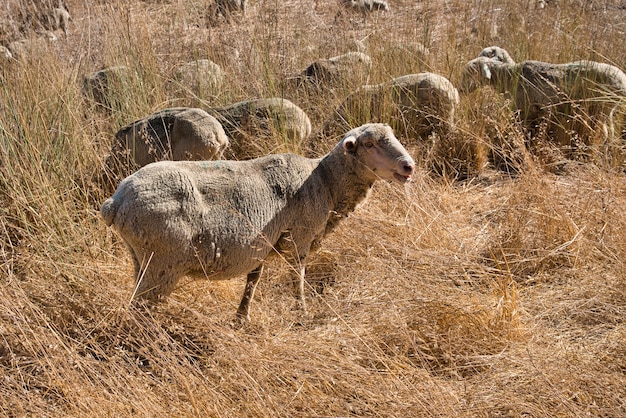 Nahaufnahme einer Schafherde auf einem Feld mit gelbem Gras bei Tageslicht