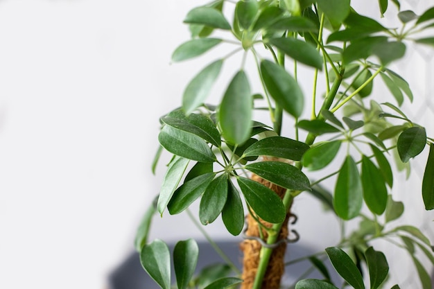 Nahaufnahme einer Schefflera-Blüte mit staubigen Blättern. Kopierraum