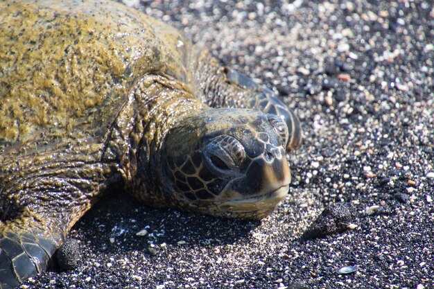 Foto nahaufnahme einer schildkröte am strand