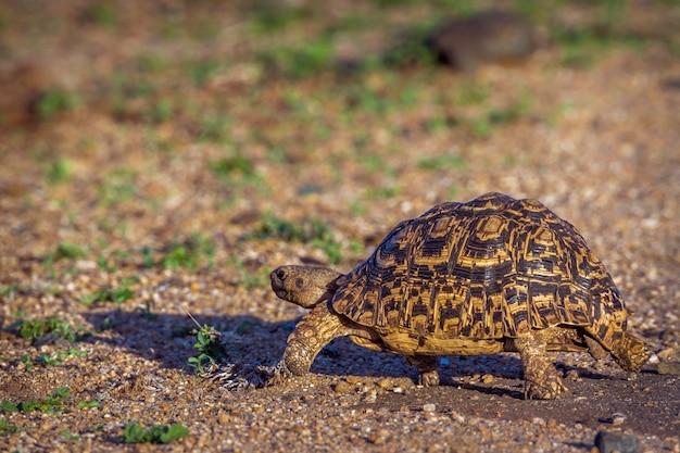 Nahaufnahme einer Schildkröte an Land