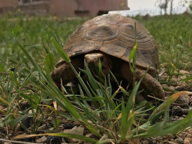 Nahaufnahme einer Schildkröte auf dem Feld