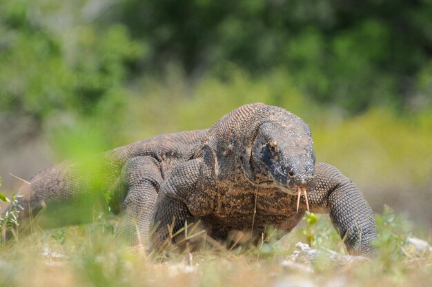 Foto nahaufnahme einer schildkröte auf dem feld