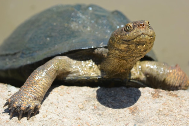 Nahaufnahme einer Schildkröte auf einem Felsen