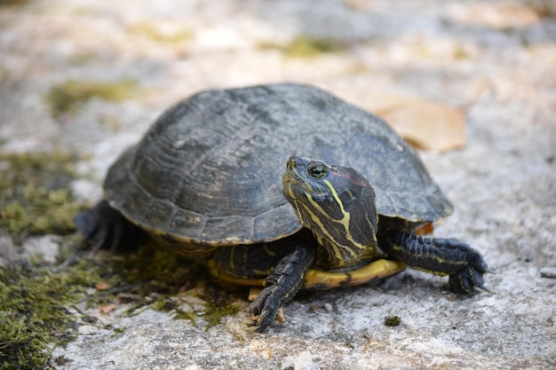 Nahaufnahme einer Schildkröte auf einem Felsen