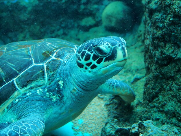 Foto nahaufnahme einer schildkröte, die im aquarium schwimmt