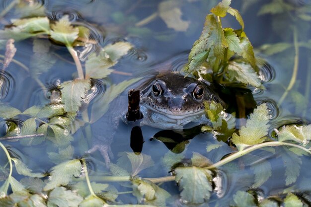 Foto nahaufnahme einer schildkröte, die im aquarium schwimmt