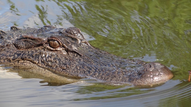 Foto nahaufnahme einer schildkröte, die im fluss schwimmt