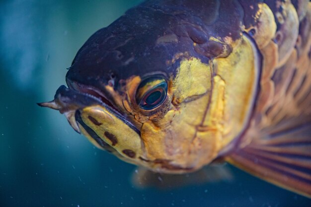 Nahaufnahme einer Schildkröte, die im Meer schwimmt