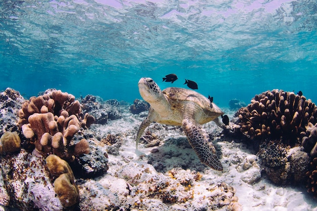 Nahaufnahme einer Schildkröte, die im Meer schwimmt