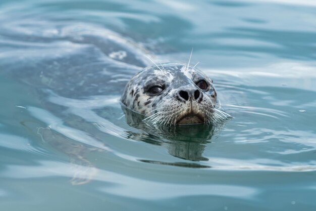 Foto nahaufnahme einer schildkröte, die im meer schwimmt