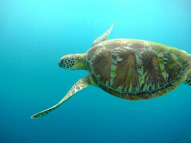 Nahaufnahme einer Schildkröte, die im Meer schwimmt