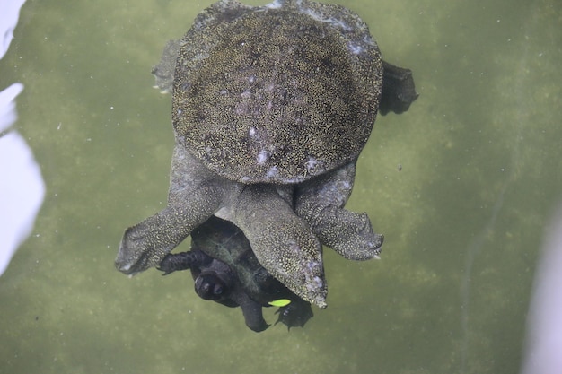 Foto nahaufnahme einer schildkröte, die im wasser schwimmt