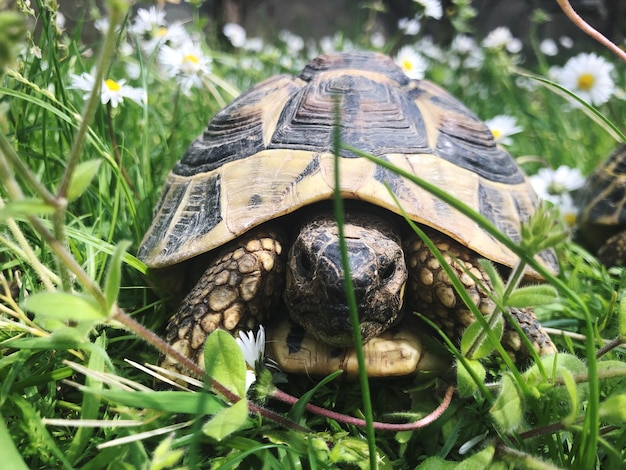 Nahaufnahme einer Schildkröte im Boden