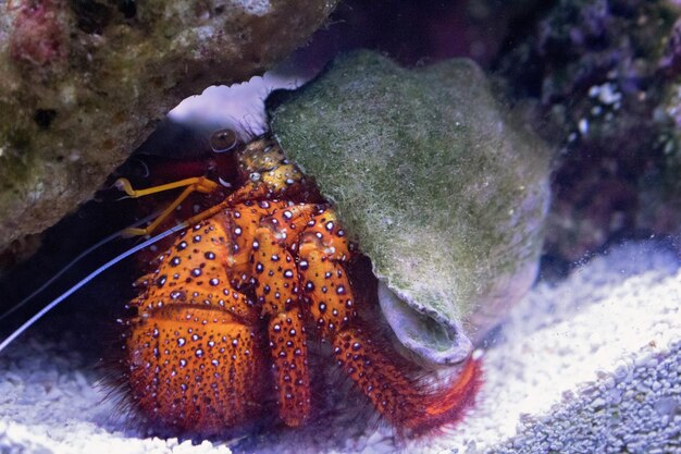 Nahaufnahme einer Schildkröte im Meer