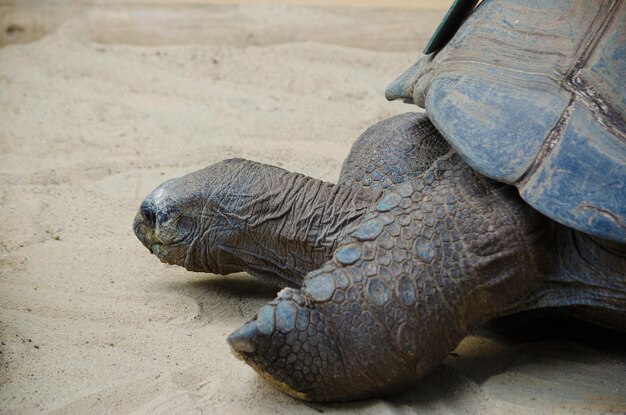 Foto nahaufnahme einer schildkröte im sand