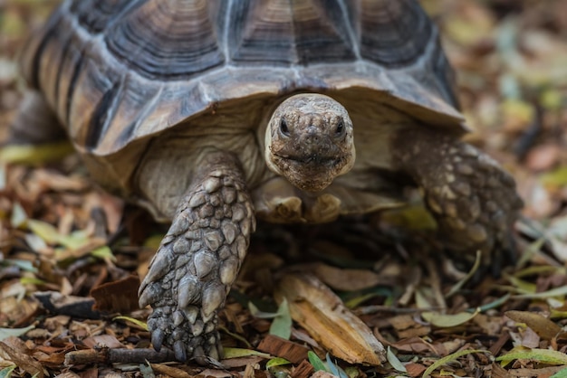 Nahaufnahme einer Schildkröte im Wald