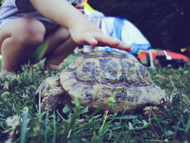 Foto nahaufnahme einer schildkröte in einer hand