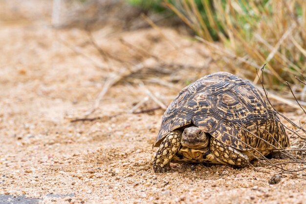 Nahaufnahme einer Schildkröte