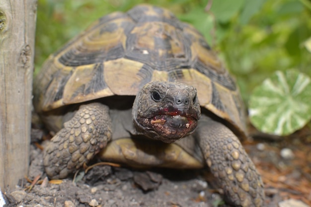 Nahaufnahme einer Schildkröte