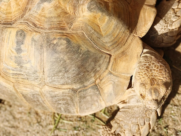 Foto nahaufnahme einer schildkröte