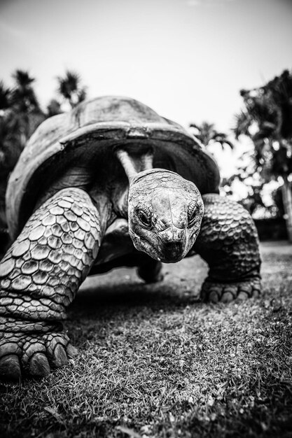 Foto nahaufnahme einer schildkröte