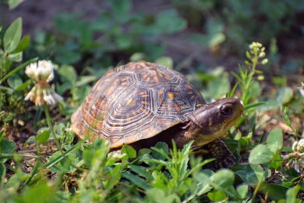 Foto nahaufnahme einer schildkröte