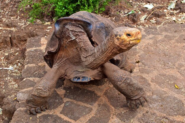 Foto nahaufnahme einer schildkröte