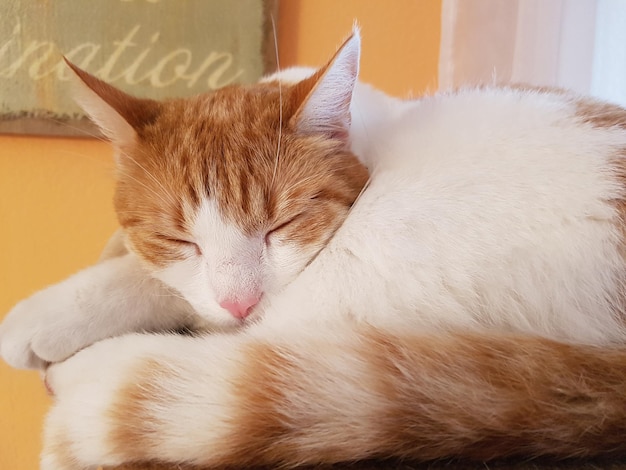 Nahaufnahme einer schlafenden Katze